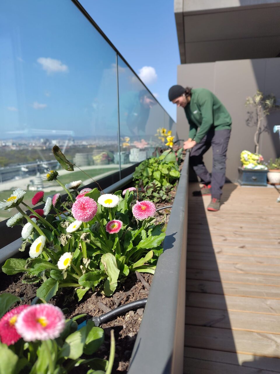 Stadtgarten Wien beim Pflanzen auf der Dachterrasse